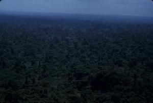 [Aerial view of forested plains on Espiritu Santo, Vanuatu]