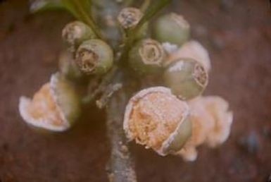 [Clermontia montis loa close-up from Kulani Correctional Facility, United States]