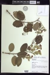 Stigmaphyllon discolor