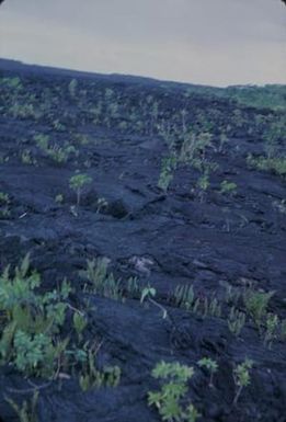 [Landscape of a lava flow in Safotu, Samoa]