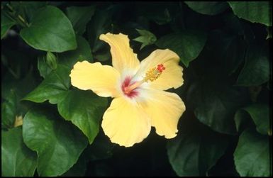 Yellow hibiscus