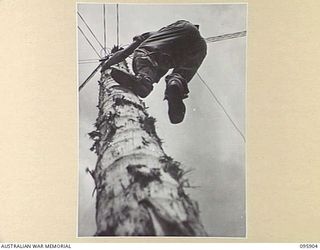 WEWAK POINT, NEW GUINEA. 1945-08-29. SIGNALMAN I.F. TERREY, SIGNALS SECTION, 19 INFANTRY BRIGADE, CLIMBING A TREE WITH THE AID OF SIGNAL CLIMBING IRONS ATTACHED TO HIS FEET, TO REPAIR A BROKEN LINE