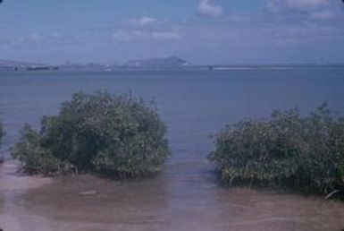 [Landscape of bushy plants in water from Honolulu County, United States]