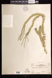 Phlegmariurus phlegmaria