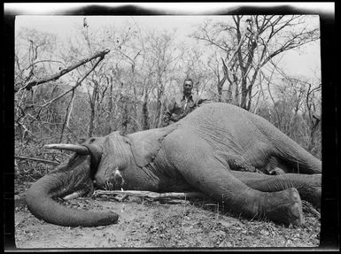 Man with dead elephant