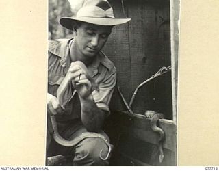 BOUGAINVILLE ISLAND. 1944-12-27. V34565 SAPPER T.V. GIVENS, HEADQUARTERS, ROYAL AUSTRALIAN ENGINEERS, 3RD DIVISION, SHOWING A GREEN TREE PYTHON WHICH HE CAUGHT NEAR THE CAMP. SAPPER GIVENS SPENDS ..