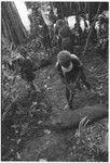 Pig festival, pig sacrifice, Tsembaga: in ancestral shrine, man flails a dead pig with an eel in sacrifice to spirits of lower ground