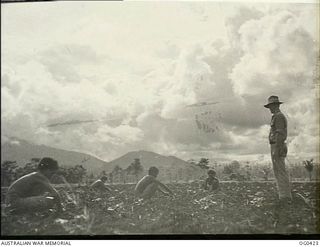 NEW GUINEA. 1943-12-22. WARRANT OFFICER LESLIE SUPERVISES NATIVES WORKING IN THE CUCUMBER FIELD OF THE RAAF VEGETABLE GARDEN