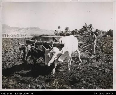 Using bullocks to plough field