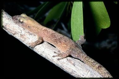 Gecko sp.
