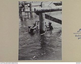 URFIP CREEK, WEWAK AREA, 1945-05-14. MEMBERS OF 9 PLATOON, 2/8 FIELD COMPANY, ROYAL AUSTRALIAN ENGINEERS, PLACING A TEMPORARY PIER TO STAY PILES DURING THE CONSTRUCTION OF A BRIDGE OVER THE URFIP ..