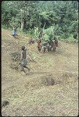 Men bringing pig and carrying festive branches to Ngarinaasuru event, while being waved in by the host waving cordyline