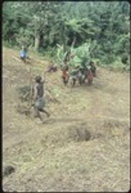 Men bringing pig and carrying festive branches to Ngarinaasuru event, while being waved in by the host waving cordyline