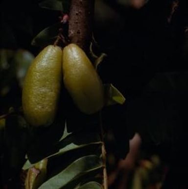 [Averrhoa bilimbi at Pacific Tropical Botanical Garden, United States]