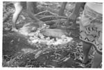 Food preparations, taro and pig in an umu