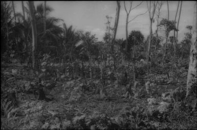 A garden (2) : Nissan Island, Papua New Guinea, 1960 / Terence and Margaret Spencer
