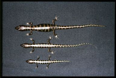 3 specimens (dorsal)