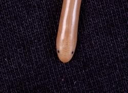 HOLOTYPE OF GERRHOPILUS PERSEPHONE (dorsal; ventral; dorsal; lateral)