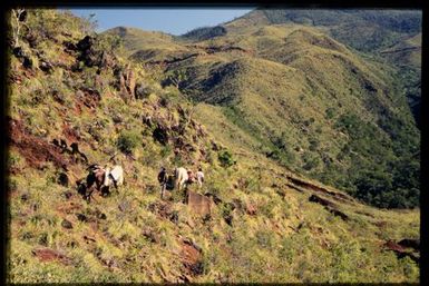 Pack horses in shrubland