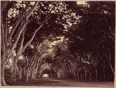 Trees. From the album: Tahiti, Samoa and New Zealand scenes