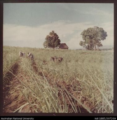 Farmers cultivating cane crop