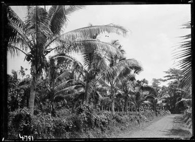 Samoan Palm Avenue
