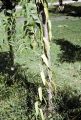 French Polynesia, vanilla bean vine growing on Moorea Island