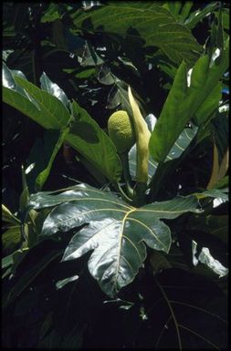 Leaves and breadfruit