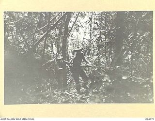 CANNING'S SADDLE, NEW GUINEA. 1944-01-21. WALKING WOUNDED OF THE 2/12TH INFANTRY BATTALION MAKING THEIR WAY BACK TO THE ADVANCED REGIMENTAL AID POST FROM THE FIGHTING ON MOUNT PROTHERO