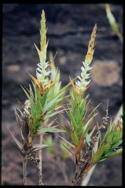 Unknown plant