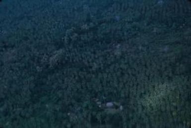 [Aerial view of coconut palms in Safotu, Samoa]
