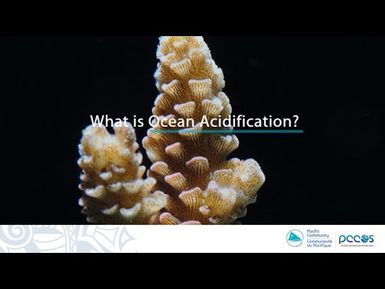 Ocean Science Fact: What is Ocean Acidification?