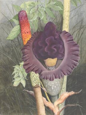 Amorphophallus paeoniifolius (Dennst.) Nicolson, family Araceae, Papua New Guinea, 1916? / Ellis Rowan