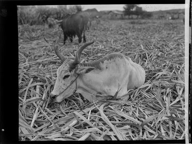 Cattle amongst the cut cane, sugar plantations, Lautoka, Fiji