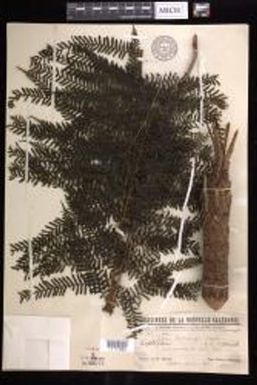 Leptopteris wilkesiana