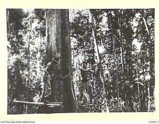 TOROKINA AREA, BOUGAINVILLE ISLAND. 1945-02-10. SAPPER G. BURKE (1) AND SAPPER F.H. BLANCH (2) NO 3 PLATOON, 2/2ND FORESTRY COMPANY SCARFING A LARGE TREE BEFORE FALLING