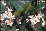 Plumeria flowers and foliage in Port Moresby