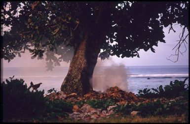 Tree, ocean and fire