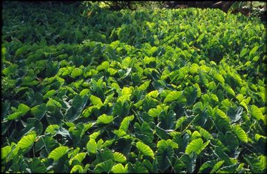 Field of taro