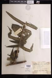 Angiopteris evanidostriata