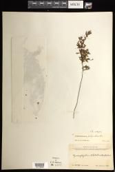 Hymenophyllum inaequale