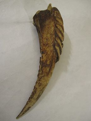 Hornbill beak