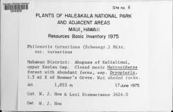Philonotis turneriana