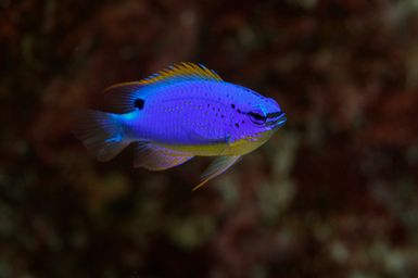 Chrysiptera taupou (South Seas Devil) during the 2017 South West Pacific Expedition.