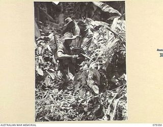 LAE, NEW GUINEA. 1945-03-11. SIGNALLERS OF THE NEW GUINEA SCHOOL OF SIGNALS CARRYING A 1 MILE DRUM OF D3 CABLE THROUGH A DIFFICULT SECTION OF THE JUNGLE TERRAIN