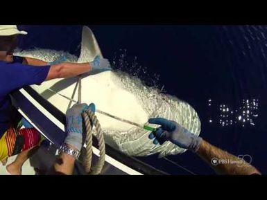 PBS Hawaii - HIKI NŌ Episode 520 | Seabury Hall Upper | Shark Tagging