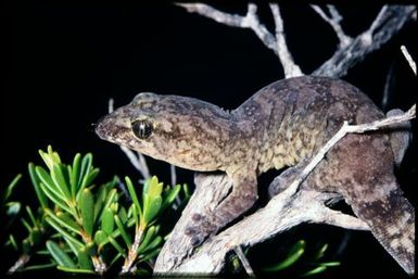 Gecko sp.
