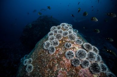 Tripneustes gratilla (pied urchin or white-spined urchin) barren with Chromis dispilus (Demoiselle) at L'Esperance Rock, Kermadecs 2017 South West Pacific Expedition.