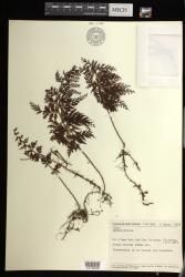 Hymenophyllum indet