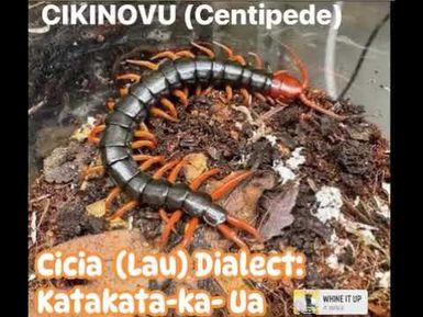 FOCUS ON CICIA, LAU PROVINCE- CIKINOVU. E yacana ena dua na yasai Cicia o Katakata- Ka - Ua